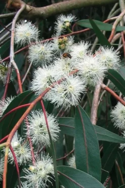 Jersey Girl Cold Hardy Eucalyptus Tree (Eucalyptus Macarthurii) - 2 Gallon Pot 18 Jersey Girl Cold Hardy Eucalyptus Tree (Eucalyptus Macarthurii) - 2 Gallon Pot -Plants Sales Store Eucalyptus Jersey Girl 1 3