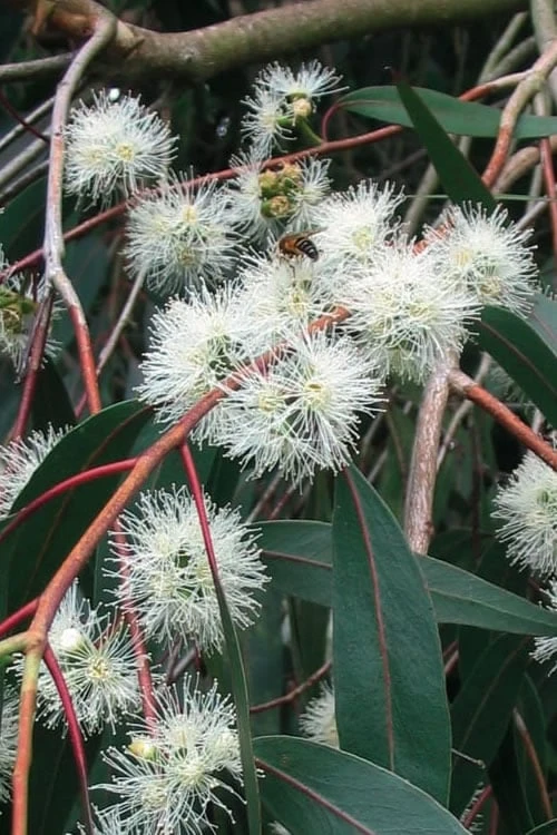 Jersey Girl Cold Hardy Eucalyptus Tree (Eucalyptus Macarthurii) - 2 Gallon Pot 9 Jersey Girl Cold Hardy Eucalyptus Tree (Eucalyptus Macarthurii) - 2 Gallon Pot - Image 9