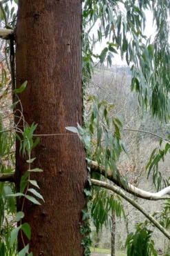 Jersey Girl Cold Hardy Eucalyptus Tree (Eucalyptus Macarthurii) - 3 Gallon Pot 17 Jersey Girl Cold Hardy Eucalyptus Tree (Eucalyptus Macarthurii) - 3 Gallon Pot -Plants Sales Store Eucalyptus Jersey Girl 2 1