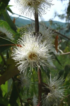 Jersey Girl Cold Hardy Eucalyptus Tree (Eucalyptus Macarthurii) - 3 Quart Pot -Plants Sales Store Eucalyptus Jersey Girl 4 5