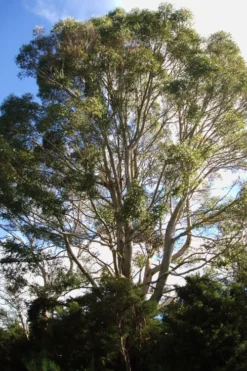 Jersey Girl Cold Hardy Eucalyptus Tree (Eucalyptus Macarthurii) - 3 Quart Pot -Plants Sales Store Eucalyptus Jersey Girl 6 5