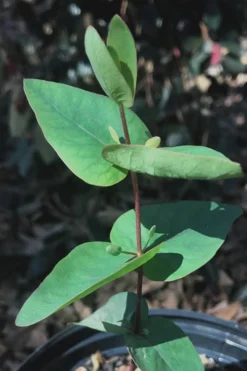 Jersey Girl Cold Hardy Eucalyptus Tree (Eucalyptus Macarthurii) - Quart Pot -Plants Sales Store Eucalyptus Jersey Girl 7 4