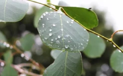 Lucky Country Cold Hardy Eucalyptus Tree (Eucalyptus Camphora) - 1 Gallon Pot -Plants Sales Store Eucalyptus Lucky Country 2 1