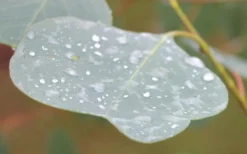 Lucky Country Cold Hardy Eucalyptus Tree (Eucalyptus Camphora) - 3 Gallon Pot -Plants Sales Store Eucalyptus Lucky Country 3 3