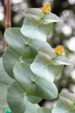 Luna Cold Hardy Eucalyptus Tree (Eucalyptus Perriniana) - 1 Gallon Pot -Plants Sales Store Eucalyptus Luna 1