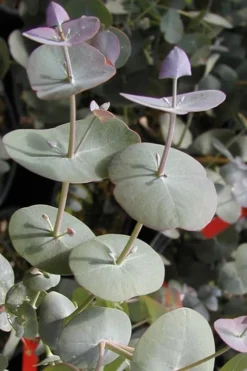 Luna Cold Hardy Eucalyptus Tree (Eucalyptus Perriniana) - Quart Pot -Plants Sales Store Eucalyptus Luna 13 1