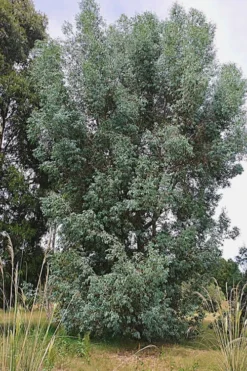 Luna Cold Hardy Eucalyptus Tree (Eucalyptus Perriniana) - 3 Gallon Pot -Plants Sales Store Eucalyptus Luna 5 3