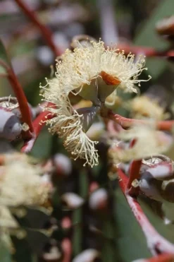 Luna Cold Hardy Eucalyptus Tree (Eucalyptus Perriniana) - 1 Gallon Pot -Plants Sales Store Eucalyptus Luna 6