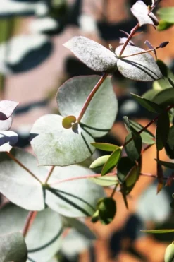 Maggie Cold Hardy Eucalyptus Tree (Eucalyptus Nova Anglica) - 3 Quart Pot -Plants Sales Store Eucalyptus Maggie 10 2