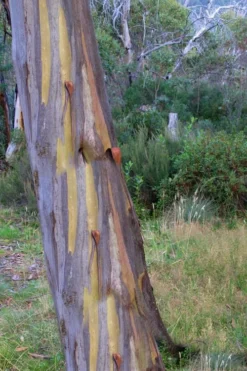 Sheila Cold Hardy Eucalyptus Tree (Eucalyptus Stellulata) - Quart Pot -Plants Sales Store Eucalyptus Sheila 10