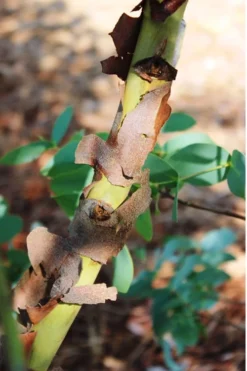 Sheila Cold Hardy Eucalyptus Tree (Eucalyptus Stellulata) - Quart Pot -Plants Sales Store Eucalyptus Sheila 9