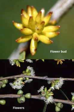 Skinny Minny Hardy Eucalyptus Tree (Eucalyptus Moorei) - 3 Gallon Pot -Plants Sales Store Eucalyptus Skinny Minny 1 3