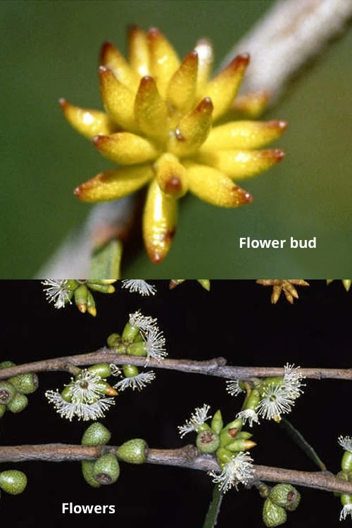 Skinny Minny Hardy Eucalyptus Tree (Eucalyptus Moorei) - 1 Gallon Pot 3 Skinny Minny Hardy Eucalyptus Tree (Eucalyptus Moorei) - 1 Gallon Pot - Image 3