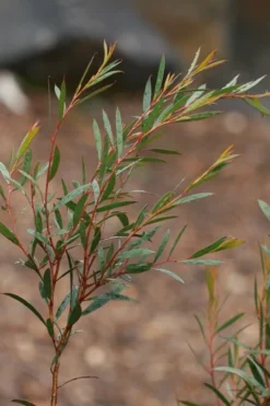 Skinny Minny Hardy Eucalyptus Tree (Eucalyptus Moorei) - 3 Gallon Pot -Plants Sales Store Eucalyptus Skinny Minny 2 3