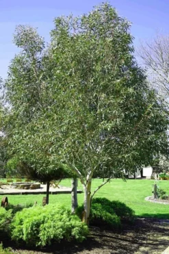 Snow Day Cold Hardy Eucalyptus Tree (Eucalyptus Gregsoniana) - 3 Quart Pot -Plants Sales Store Eucalyptus Snow Day 2 1