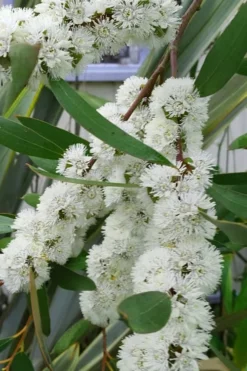 Snow Day Cold Hardy Eucalyptus Tree (Eucalyptus Gregsoniana) - 3 Gallon Pot -Plants Sales Store Eucalyptus Snow Day 5 3