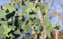 Cab Sav Cold Hardy Eucalyptus Tree (Eucalyptus Rubida) - 3 Gallon Pot -Plants Sales Store Eucalyptus Tree Cab Sav Rubida 3