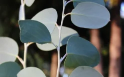 Mappa Tassie Cold Hardy Eucalyptus Tree (Eucalyptus Pauciflora) - 2 Gallon Pot -Plants Sales Store Eucalyptus Tree Mappa Tassie Pauciflora Snow Gum
