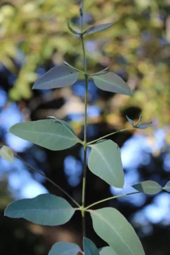 Grace Cold Hardy Eucalyptus Tree (Eucalyptus Elliptica) - Quart Pot -Plants Sales Store Eucalytptus Grace BS 2