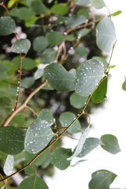 Lucky Country Cold Hardy Eucalyptus Tree (Eucalyptus Camphora) - 1 Gallon Pot -Plants Sales Store Eucalytptus Lucky Country BS 1