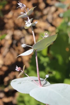 Maggie Cold Hardy Eucalyptus Tree (Eucalyptus Nova Anglica) - 2 Gallon Pot -Plants Sales Store Eusalyptus Maggie 1 500x750 4