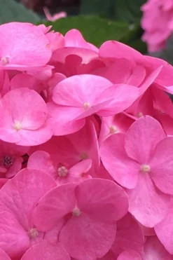 After Midnight Hydrangea - 3 Gallon Pot -Plants Sales Store Hydrangea After Midnight 1