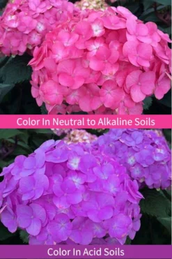 After Midnight Hydrangea - 3 Gallon Pot -Plants Sales Store Hydrangea After Midnight 6