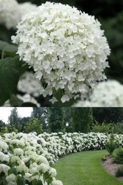Annabelle Hydrangea - 3 Gallon Pot 12 Annabelle Hydrangea - 3 Gallon Pot -Plants Sales Store Hydrangea Annabelle 1 500x750 1