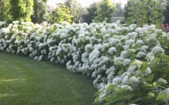 Annabelle Hydrangea - 3 Gallon Pot 13 Annabelle Hydrangea - 3 Gallon Pot -Plants Sales Store Hydrangea Annabelle Hedge 1