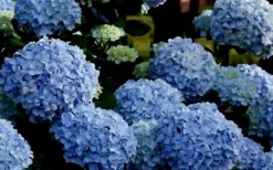 Big Daddy Hydrangea - 1 Gallon Pot -Plants Sales Store Hydrangea Big Daddy 2