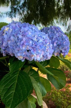 Big Daddy Hydrangea - 3 Gallon Pot 8 Big Daddy Hydrangea - 3 Gallon Pot -Plants Sales Store Hydrangea Big Daddy 500x750 4