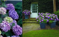 Bloomstruck Endless Summer Hydrangea - 2 Gallon Pot 10 Bloomstruck Endless Summer Hydrangea - 2 Gallon Pot -Plants Sales Store Hydrangea Bloomstruck 2