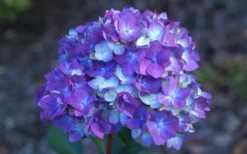 Bloomstruck Endless Summer Hydrangea - 1 Gallon Pot -Plants Sales Store Hydrangea Bloomstruck Bloom 2