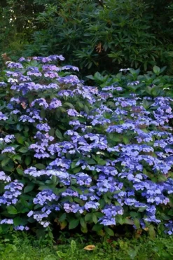 Blue Wave Lacecap Hydrangea - 3 Gallon Pot -Plants Sales Store Hydrangea Blue Wave 1