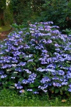 Blue Wave Lacecap Hydrangea - 3 Gallon Pot -Plants Sales Store Hydrangea Blue Wave 3