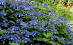 Bluebird Hydrangea - 1 Gallon Pot -Plants Sales Store Hydrangea Bluebird 3 1