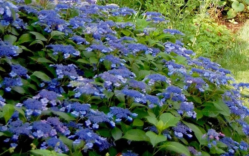 Bluebird Hydrangea - 2 Gallon Pot 4 Bluebird Hydrangea - 2 Gallon Pot - Image 4