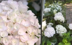 Blushing Bride Endless Summer Hydrangea - 1 Gallon Pot 9 Blushing Bride Endless Summer Hydrangea - 1 Gallon Pot -Plants Sales Store Hydrangea Blushing Bride 1
