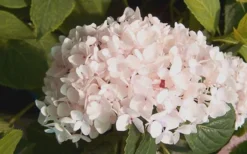 Blushing Bride Endless Summer Hydrangea - 1 Gallon Pot 8 Blushing Bride Endless Summer Hydrangea - 1 Gallon Pot -Plants Sales Store Hydrangea Blushing Bride 2 1