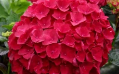 Cardinal Red Hydrangea - 3 Gallon Pot -Plants Sales Store Hydrangea Cardinal 1