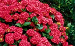 Cardinal Red Hydrangea - 3 Gallon Pot -Plants Sales Store Hydrangea Cardinal Shrub In Bloom 1