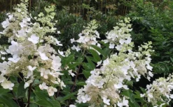 Kyushu Hydrangea - 3 Gallon Pot -Plants Sales Store Hydrangea Chantilly Lace 1