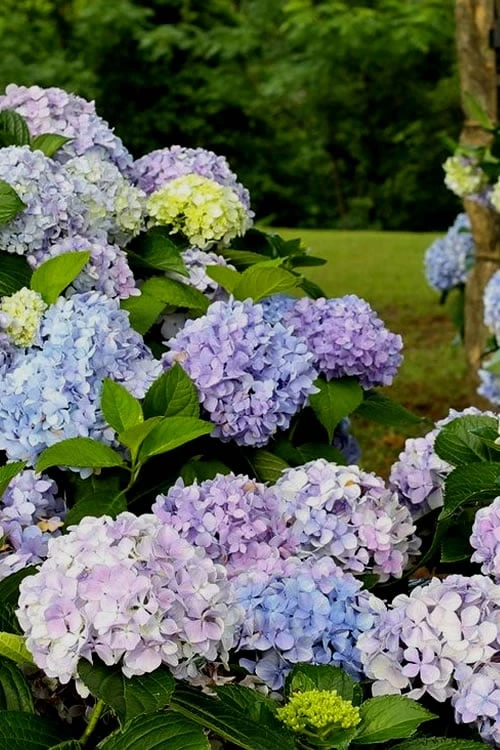 Dear Dolores Hydrangea - 3 Gallon Pot 1 Dear Dolores Hydrangea - 3 Gallon Pot