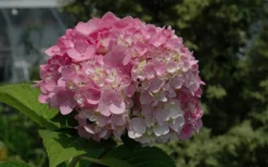 Dear Dolores Hydrangea - 1 Gallon Pot -Plants Sales Store Hydrangea Dear Dolores Pink 2