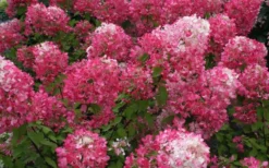 Diamond Rouge Hydrangea - 3 Gallon Pot -Plants Sales Store Hydrangea Diamond Rouge 7