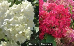 Diamond Rouge Hydrangea - 3 Gallon Pot -Plants Sales Store Hydrangea Diamond Rouge 8