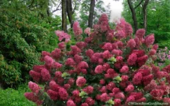 Diamond Rouge Hydrangea - 3 Gallon Pot -Plants Sales Store Hydrangea Diamond Rouge5