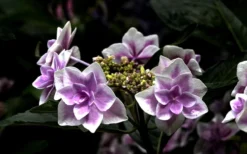 Double Delights Stargazer Hydrangea - 3 Gallon Pot -Plants Sales Store Hydrangea Double Delights Stargazer 5