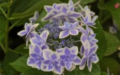 Double Delights Stargazer Hydrangea - 3 Gallon Pot -Plants Sales Store Hydrangea Double Delights Stargazer 6