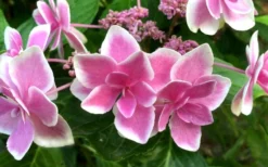 Double Delights Stargazer Hydrangea - 3 Gallon Pot -Plants Sales Store Hydrangea Double Delights Stargazer 7